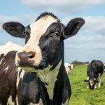 Bega Confirms Bold Move Eyeing Fonterra's Oceania Empire