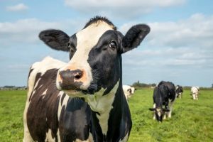 Bega Confirms Bold Move Eyeing Fonterra's Oceania Empire
