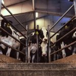Bird Flu’s Leap from Poultry to Dairy Raises Alarms