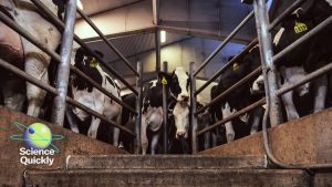 Bird Flu’s Leap from Poultry to Dairy Raises Alarms