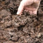 Bokashi Bug Bites Farmers Waste to Gold on the Farm
