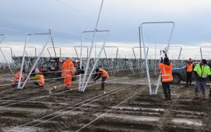 Canterbury dairy farm moving into apples at scale