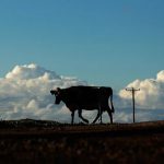 China Mengniu Dairy sheds $1b on Bellamy’s, reassures lenders