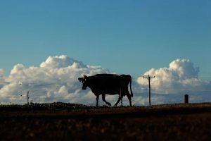 China Mengniu Dairy sheds $1b on Bellamy’s, reassures lenders