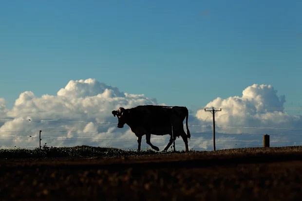 China Mengniu Dairy sheds $1b on Bellamy’s, reassures lenders