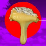 Climate Change Is Ruining Cheese, Scientists and Farmers Warn