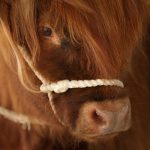 Cow-Tech Startup Halter Hits Unicorn Status