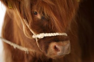 Cow-Tech Startup Halter Hits Unicorn Status