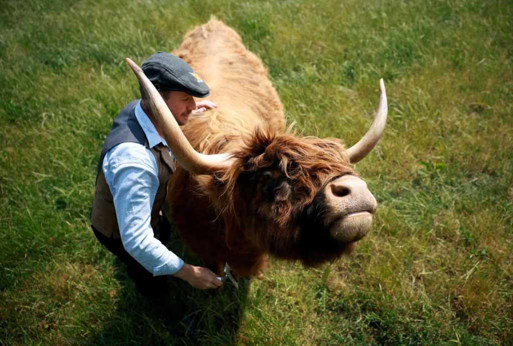 Cuddle Cows Highland Coos Bring Joy to Dumble Farm