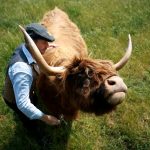 Cuddle Cows Highland Coos Bring Joy to Dumble Farm