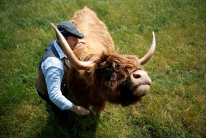 Cuddle Cows Highland Coos Bring Joy to Dumble Farm