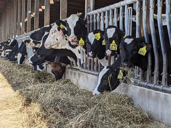 Dairy Labor Bounce Back A Glimmer of Hope