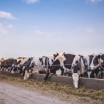 Dairy Situation & Outlook report