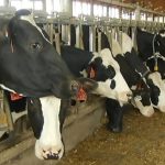 Dairy delivers $779B in economic impact, supporting 3.3M jobs