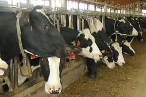 Dairy delivers $779B in economic impact, supporting 3.3M jobs