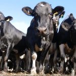 Dairy farmers disappointed with new farm gate prices as drought, floods add financial pressure