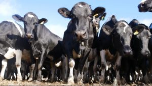 Dairy farmers disappointed with new farm gate prices as drought, floods add financial pressure