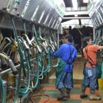 Dairy price futures