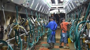 Dairy price futures