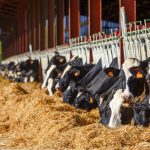 Dairy product exports take a hit in April amid trade tensions