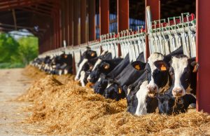 Dairy product exports take a hit in April amid trade tensions