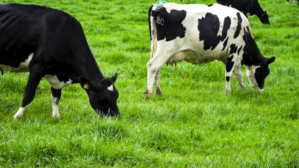Dairygold Shareholders Unite Amid Governance Concerns