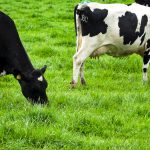 Dairygold Shareholders Unite Amid Governance Concerns