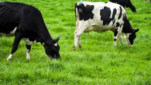 Dairygold Shareholders Unite Amid Governance Concerns