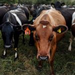 Downside risks to dairy emerging later this year – Rabobank