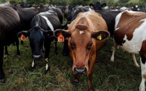Downside risks to dairy emerging later this year – Rabobank