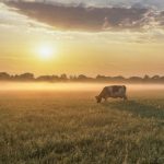 Driving a more sustainable dairy industry in Europe