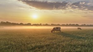 Driving a more sustainable dairy industry in Europe