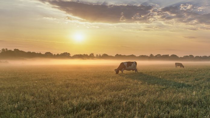 Driving a more sustainable dairy industry in Europe