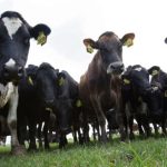 EcoPond Breakthrough Slashes Cow Dung Methane 90