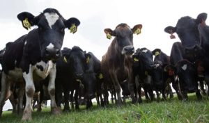 EcoPond Breakthrough Slashes Cow Dung Methane 90