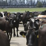 Fonterra chair treads softly on milk volume increase