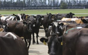 Fonterra chair treads softly on milk volume increase