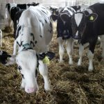 Four in five dairy farms battling cryptosporidiosis - study