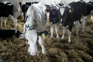 Four in five dairy farms battling cryptosporidiosis - study