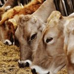 Gene Power Antler Bio’s €3.6M Boost to Dairy Farming