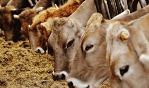Gene Power Antler Bio’s €3.6M Boost to Dairy Farming