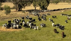 Goulburn Valley Creamery Doubles Down
