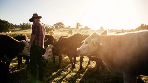 Goulburn Valley Creamery Lifts Farmgate Price to $9.70 kgMS