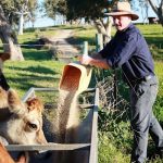 Inside the great decline of Australia’s dairy industry