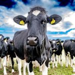 Irish Dairy Future-Proofing Incomes for the Next Generation