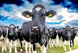Irish Dairy Future-Proofing Incomes for the Next Generation