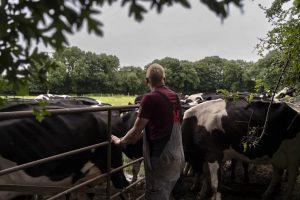 Irish Farmers Push Back on EU-Australia Beef Deal