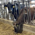 It's time to appreciate each link in Wisconsin's dairy chain during June Dairy Month