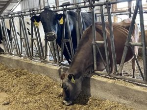 It's time to appreciate each link in Wisconsin's dairy chain during June Dairy Month