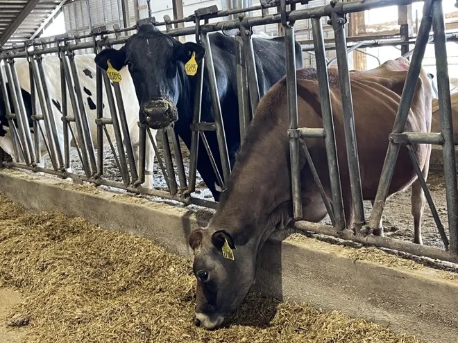 It's time to appreciate each link in Wisconsin's dairy chain during June Dairy Month